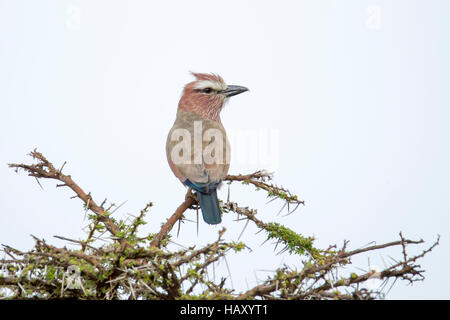 Bruant à couronne rouleau sur le haut d'un acacia bush, Lewa Conservancy Kenya Africaavian Banque D'Images