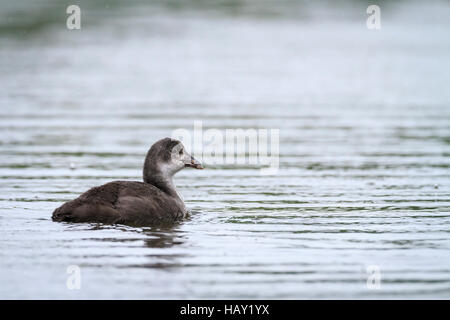 Foulque macroule (Fulica atra commune) la natation dans l'eau. Staffelsee. La Haute-bavière. L'Allemagne. Banque D'Images
