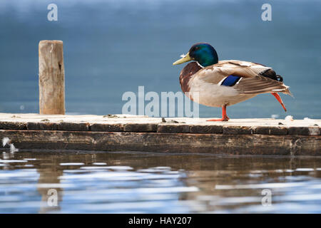 Le Canard colvert (Anas platyrhynchos), mâle, qui s'étend sur la jetée. Staffelsee. La Haute-bavière. L'Allemagne. Banque D'Images