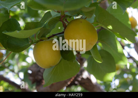 Succursale d'un abricotier, portant des fruits mûrs, dans un verger sur l'île grecque de Céphalonie. Banque D'Images