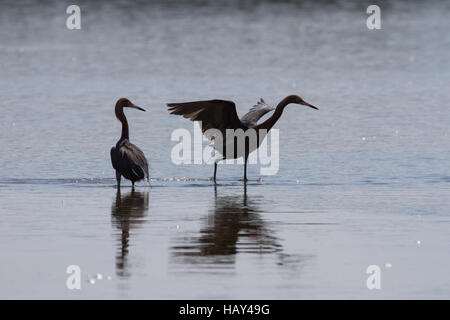 Les aigrettes (Egretta rufescens rougeâtre) de nourriture, J.N. ''Ding'' Darling National Wildlife Refuge, Sanibel Island, Floride Banque D'Images