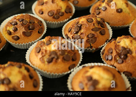 Muffins chauds avec chocolatechips Banque D'Images