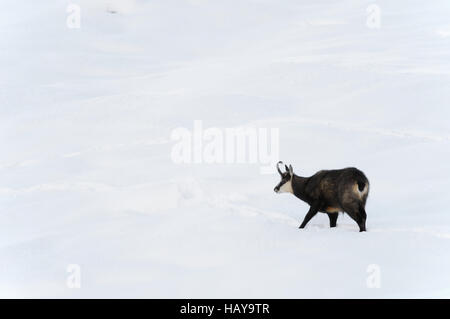 Chamois, Rupicapra rupicapra, Italie Banque D'Images