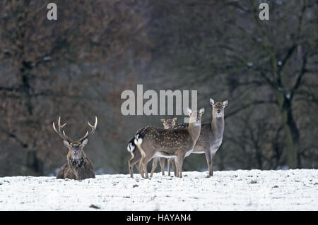 Le cerf sika cerf, biches et du mollet en hiver Banque D'Images