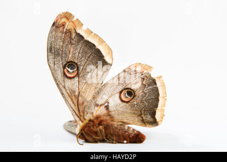 Le beau papillon papillon de soie géant appelé Cecropia moth isolé sur fond blanc Banque D'Images