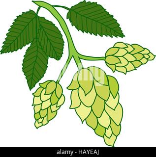 Le houblon plante isolé sur fond blanc, style de dessin à la main. Vector illustration Illustration de Vecteur