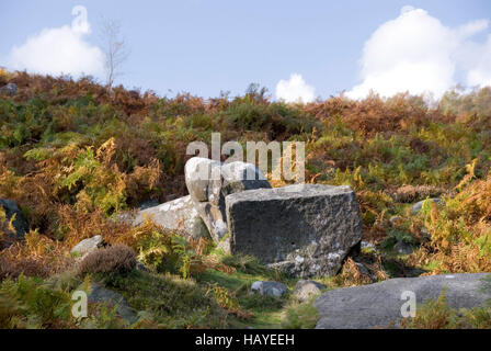 Moorland scenic : automne couleur fougères et surround bracken a sunlit rocky boulder, Longshaw Estate, Peak District, Derbyshire, Royaume-Uni Banque D'Images