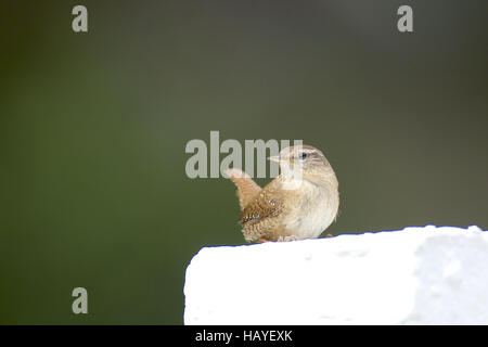 Wren Banque D'Images