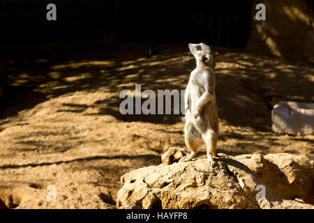 Meerkat (Suricata suricatta) sur ses pieds. Banque D'Images