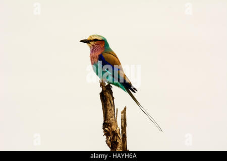 Lilac Breasted roller assis sur un post Banque D'Images