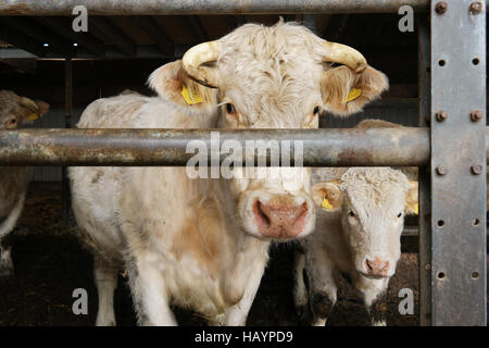 Vache Charolaise cornu en sécurité derrière une lourde barre de fer dans la grange. Le Charolais est un grand musclé, race de bovins à viande taurine. Banque D'Images