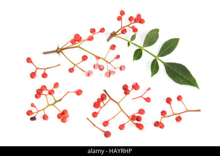 Poivre de Sichuan (Zanthoxylum piperitum) Banque D'Images