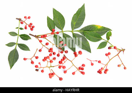 Poivre de Sichuan (Zanthoxylum piperitum) Banque D'Images
