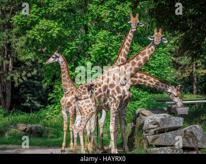 Quatre girafes positionné comme un ventilateur Banque D'Images