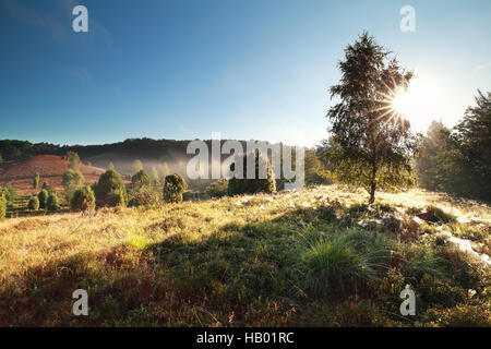 Beau lever de soleil sur Misty Hills, Totengrund, Allemagne Banque D'Images