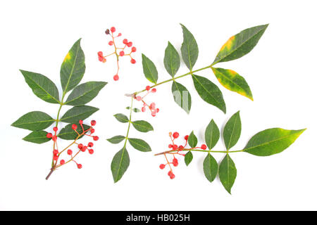 Poivre de Sichuan (Zanthoxylum piperitum) Banque D'Images