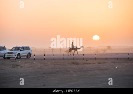 Silhouettes Sunrise un chameau et son cavalier trottant vers une camionnette à la courses de chameaux à Al Abiadth, Sharqiya, Oman Banque D'Images