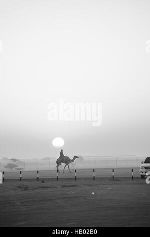 Silhouettes Sunrise un chameau et son cavalier trottant vers une camionnette à la courses de chameaux à Al Abiadth, Sharqiya, Oman Banque D'Images