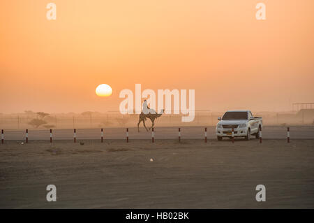 Silhouettes Sunrise un chameau et son cavalier trottant vers une camionnette à la courses de chameaux à Al Abiadth, Sharqiya, Oman Banque D'Images