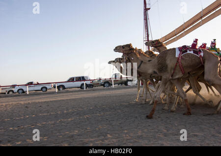 Jockeys de chameaux avec robot vis de la barrière de départ sur une piste de course de chameaux dans le désert, dans le Sultanat d'Oman Banque D'Images
