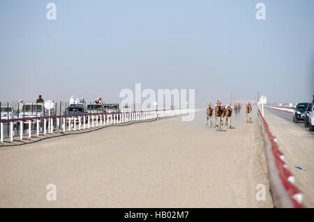 Les chameaux près de la ligne d'arrivée lors d'une course de chameaux dans le désert omanais village d'Abiadh. Banque D'Images