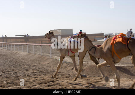 Les chameaux portant des robots sur le dos à la compétition de course d'un chameau dans le désert omanais village d'Abiadh. Banque D'Images