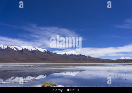 Les lacs de l'Altiplano, Bolivie Banque D'Images