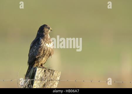 Buse variable Banque D'Images