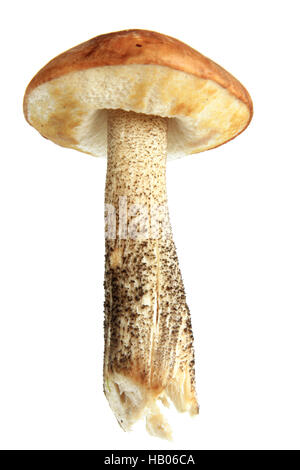 Le Guide des champignons (champignons) Banque D'Images