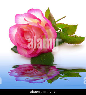 Rose rose et l'eau la réflexion. Banque D'Images