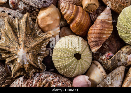 Un mélange de coquillages Banque D'Images