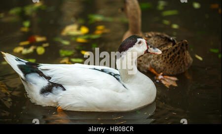 Canard blanc sur l'étang en automne Banque D'Images