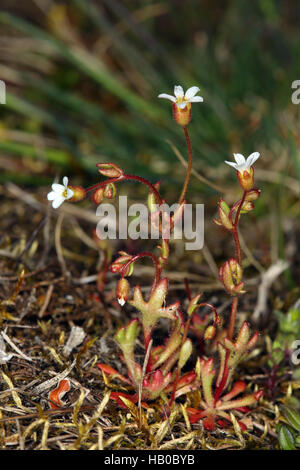 Rue-feuilles, saxifrage Saxifraga tridactylites Banque D'Images