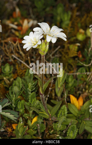 Mouron des champs, Cerastium arvense Banque D'Images