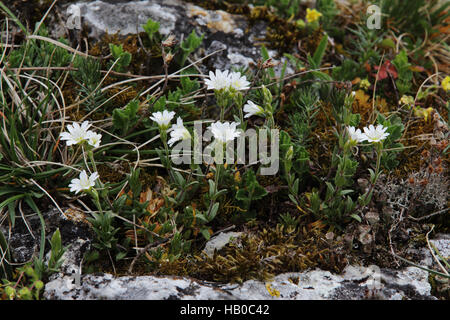 Mouron des champs, Cerastium arvense Banque D'Images