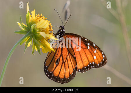 Papillon Danaus gilippus (Queen) se nourrir dans une prairie ensoleillée, Aransas, Texas, États-Unis Banque D'Images