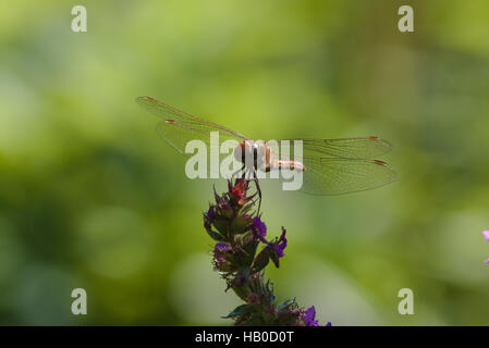 Vagabond mâle Sympetrum vulgatum (dard) Banque D'Images