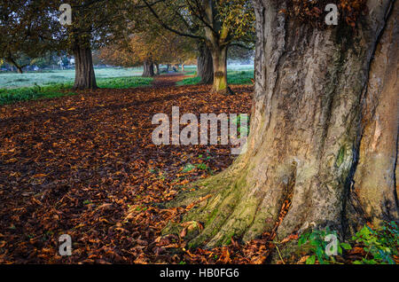 Couleurs de l'automne dans une forêt, un chemin plein de feuilles d'or tombé Banque D'Images