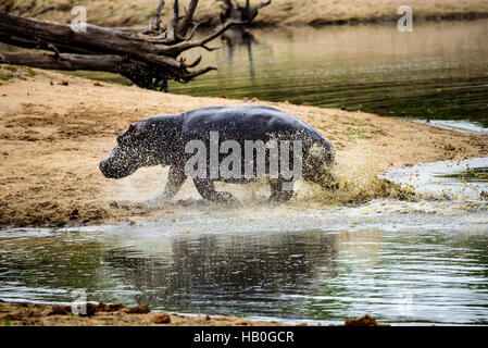 Charge des hippopotames hors de l'eau à grande vitesse Banque D'Images