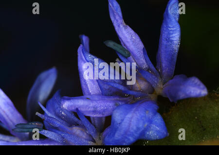 Deux feuilles, squill Scilla bifolia Banque D'Images