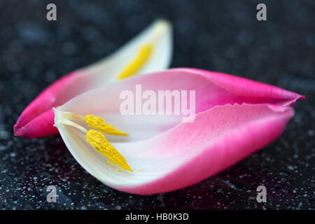 Tulipe rose petals macro shot. Banque D'Images