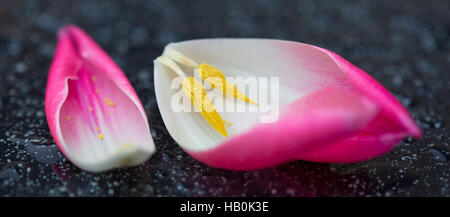 Tulipe rose petals macro shot. Banque D'Images