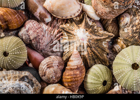 Les coquillages ensemble mixte Banque D'Images