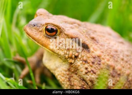 Big frog meadow en été. Banque D'Images