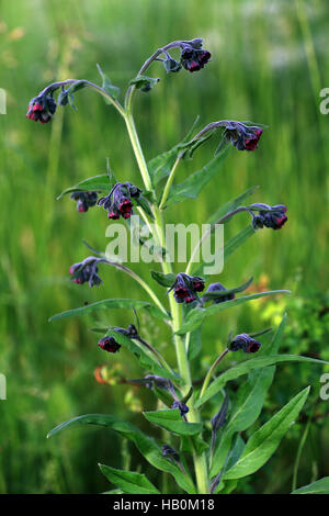 Houndstongue, Cynoglossum officinale Banque D'Images