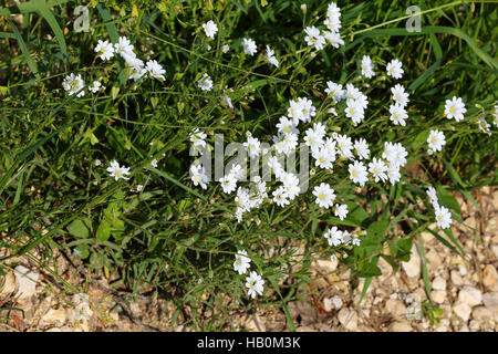 Mouron des champs, Cerastium arvense Banque D'Images