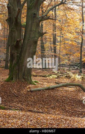 Forêt Sababurg Allemagne Banque D'Images