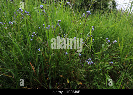 Domaine forget-me-not, Myosotis arvensis Banque D'Images