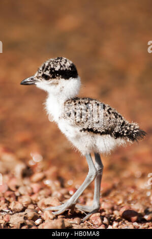 Sociable chick balade au bord de l'eau. Banque D'Images