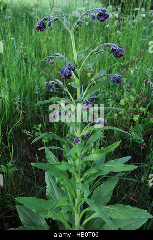 Houndstongue, Cynoglossum officinale Banque D'Images